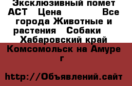 Эксклюзивный помет АСТ › Цена ­ 30 000 - Все города Животные и растения » Собаки   . Хабаровский край,Комсомольск-на-Амуре г.